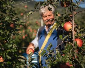 Ein Apfelbauer bei der Apfelernte