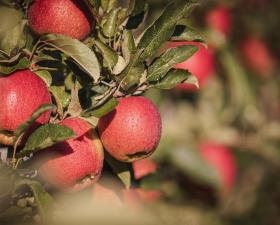 Südtiroler Apfel