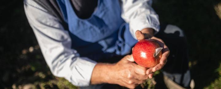 Leuchtend rot und reif zur Ernte