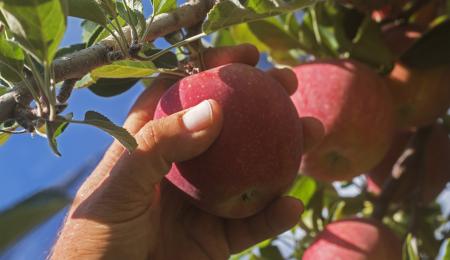 Nahaufnahme einer Hand, die einen Apfel pflückt