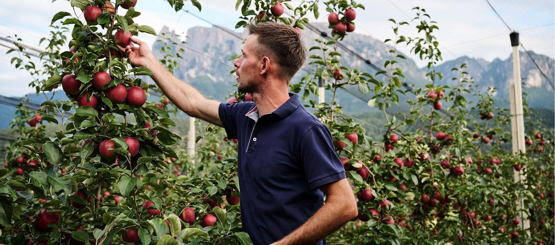Apfelbauer pflückt Apfel mit Bergpanorama im Hintergrund