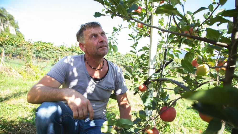 Apfelbauer Karlheinz Dalsant bei der Arbeit
