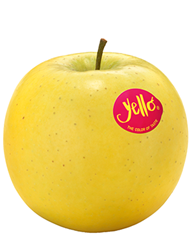 Yello-Shinano-Gold Apfel