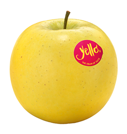 Foto der Apfelsorte Yello-Shinano-Gold