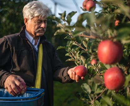 Ein Apfelbauer bei der Ernte