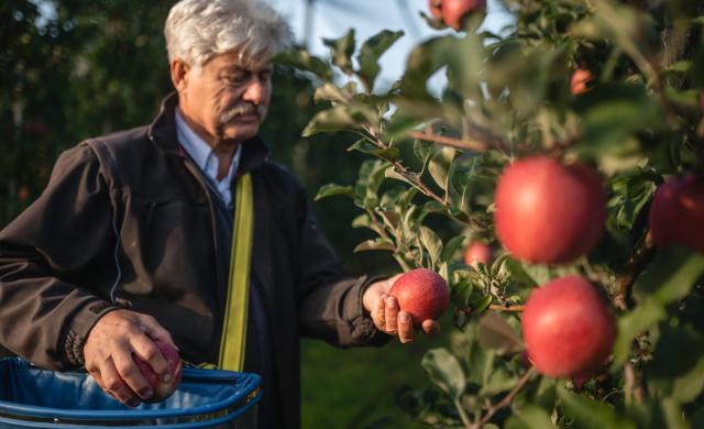 Ein Apfelbauer bei der Ernte