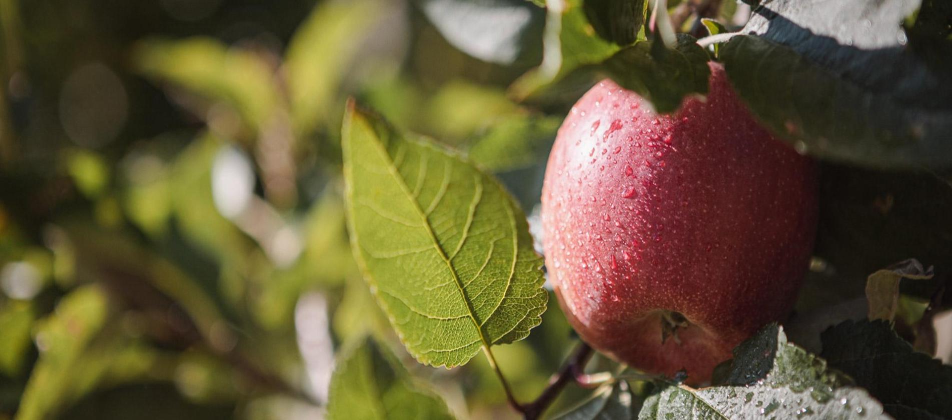 Ein roter Apfel