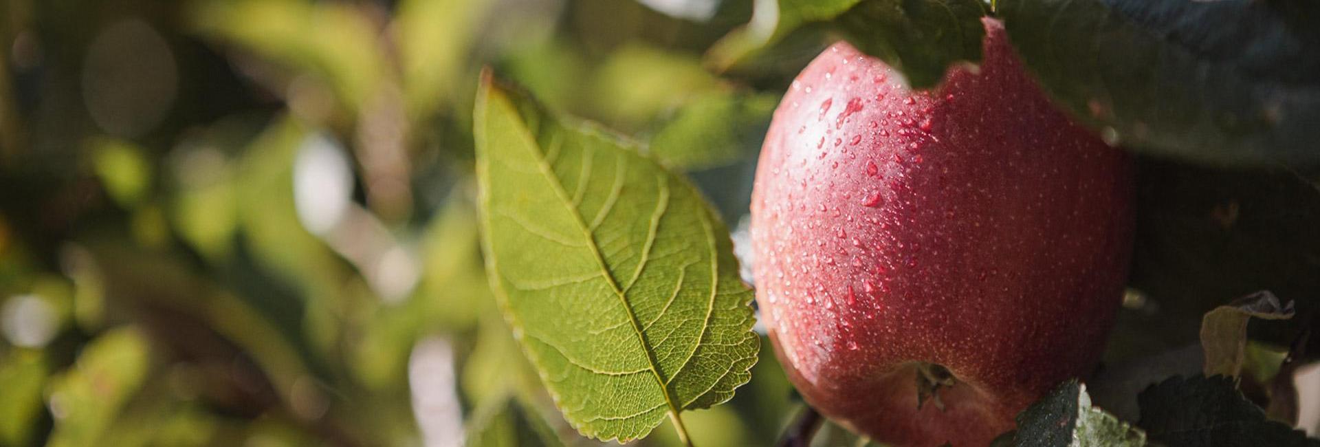 Ein roter Apfel