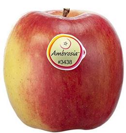 Foto der Apfelsorte Ambrosia