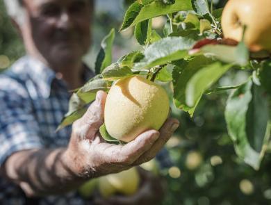 Südtiroler Apfel