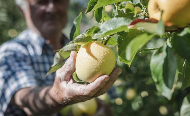 Südtiroler Apfel