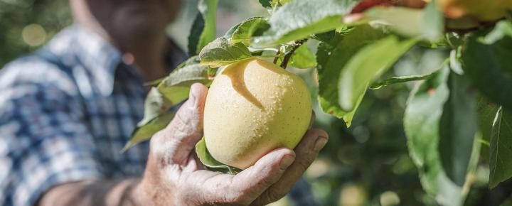 Südtiroler Apfel