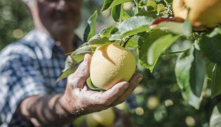 Golden Delicious