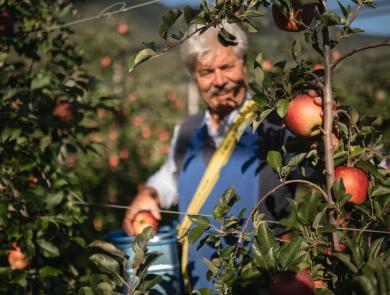 Ein Apfelbauer bei der Apfelernte
