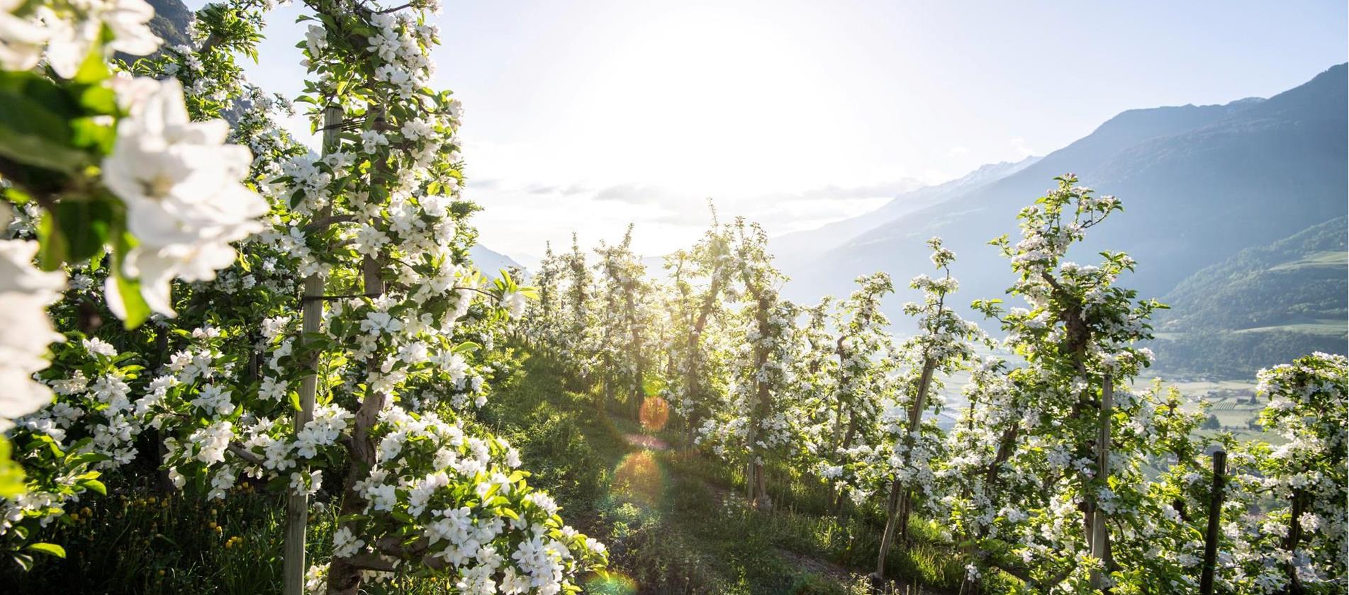 Blühende Apfelbaumwiesen in Südtirol