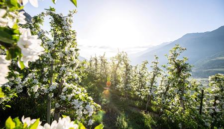 Blühende Apfelbaumwiesen in Südtirol