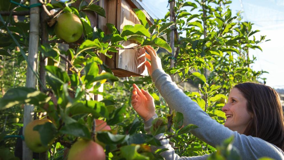 Apple farmer Iris Steck at work