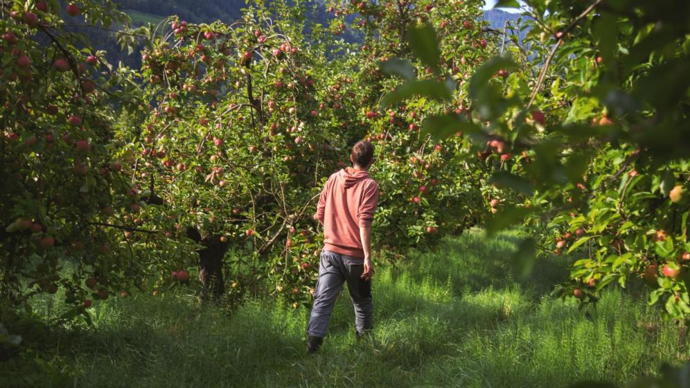 Apple farmer Simon Ruatti