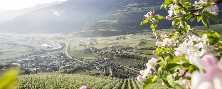 Apfelbäume in voller Blüte