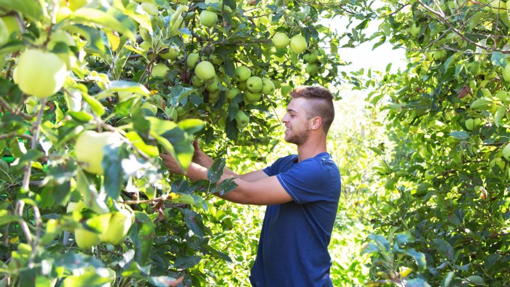 Apfelbauer Felix Telser bei der Arbeit