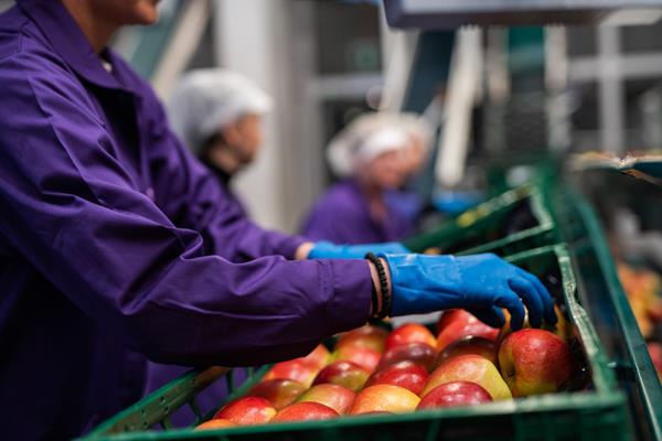 Mitarbeiterin mit blauen Handschuhen kontrolliert rote Äpfel in einer Obstgenossenschaft in Südtirol.