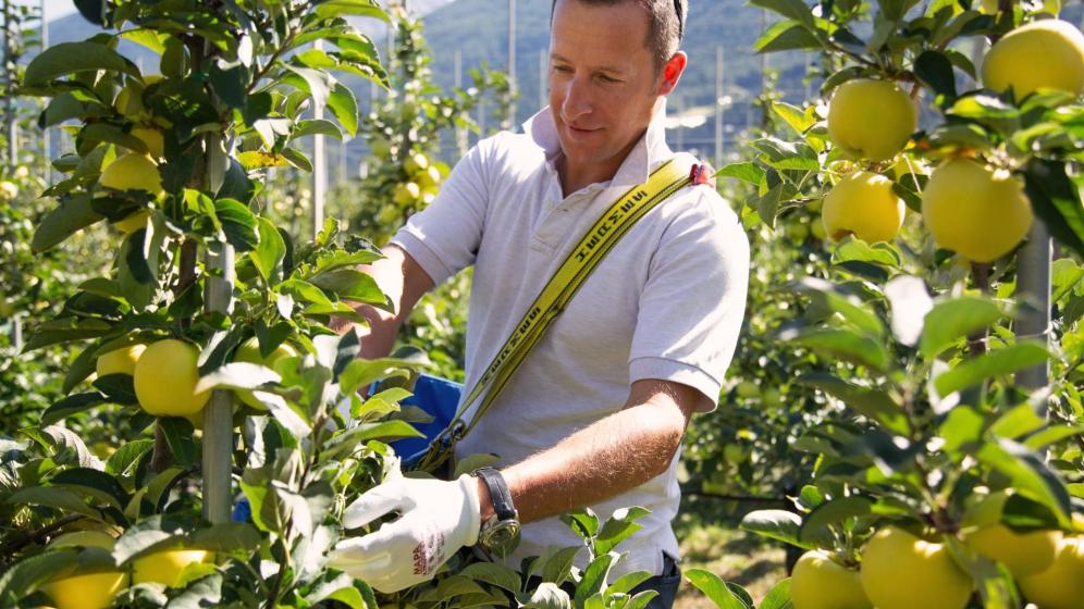 Apfelbauer Josef Altstätter bei der Arbeit