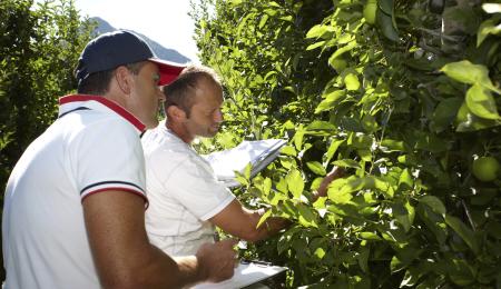 Südtiroler Apfel