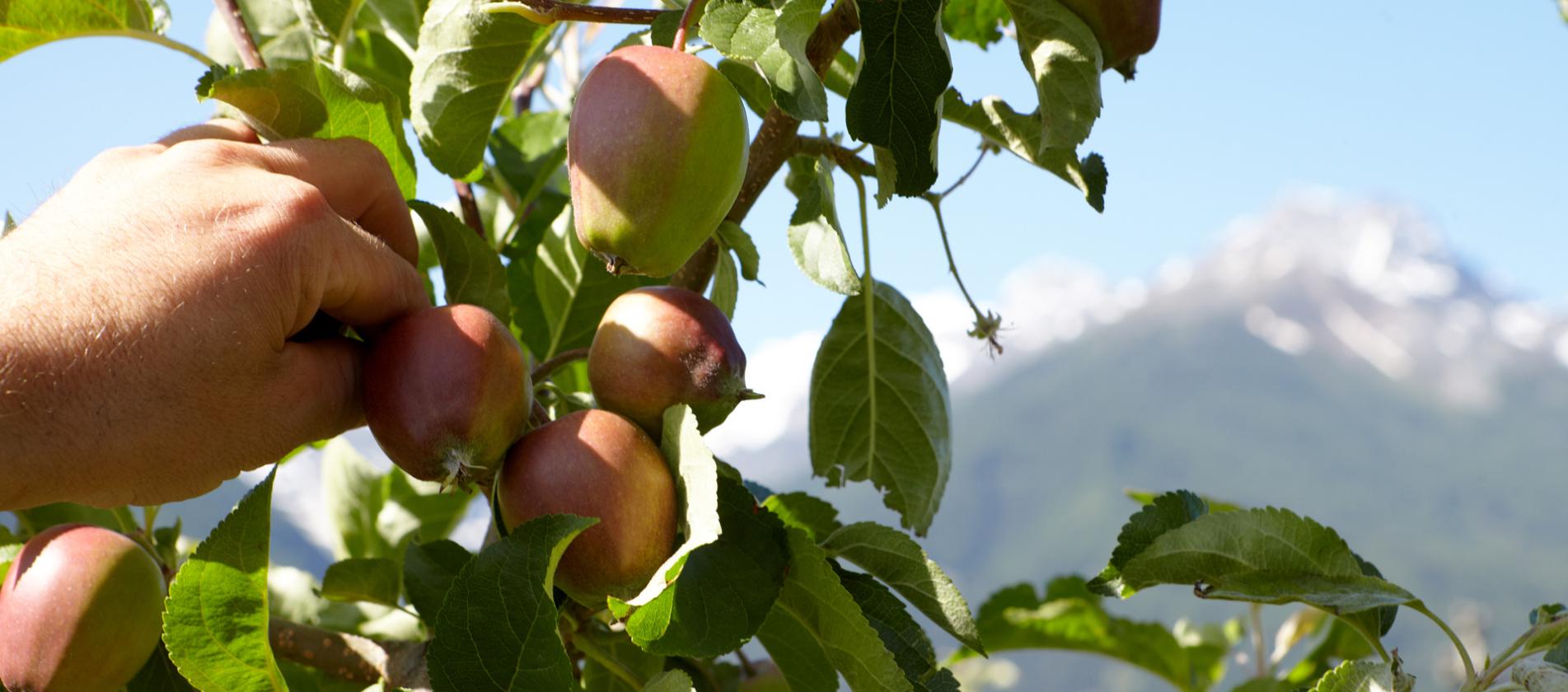 Ernte von kleinen Äpfeln mit Landschaft im Hintergrund