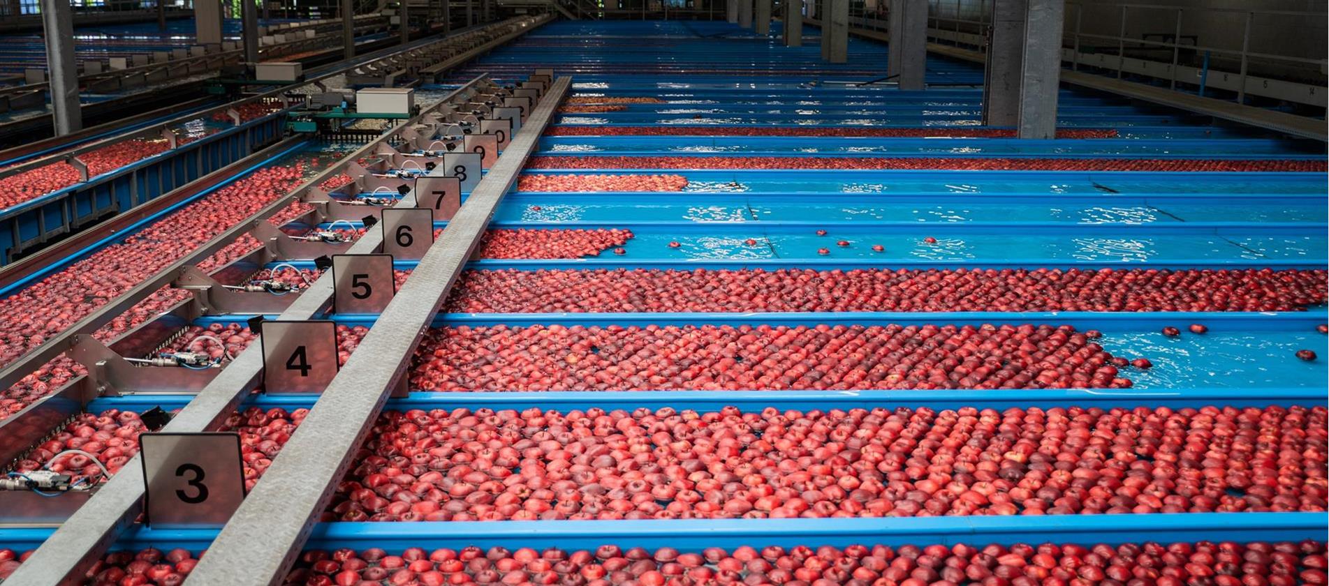 Rote Äpfel durchlaufen eine Sortieranlage mit Wasserbecken in einer Südtiroler Obstgenossenschaft.