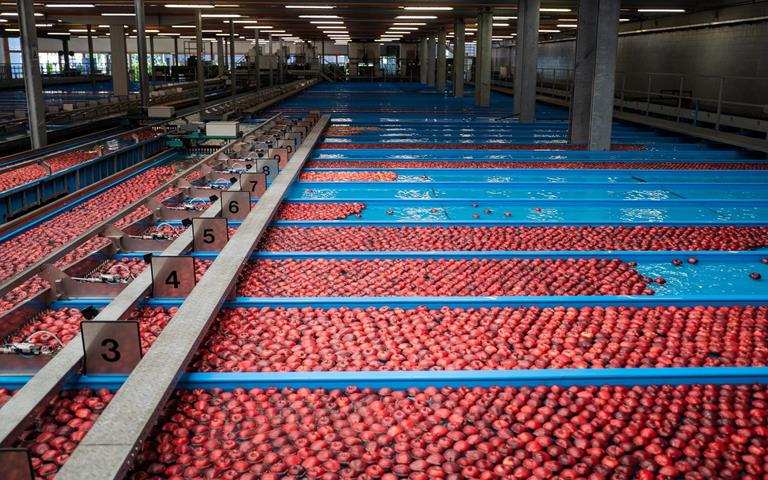 Rote Äpfel durchlaufen eine Sortieranlage mit Wasserbecken in einer Südtiroler Obstgenossenschaft.