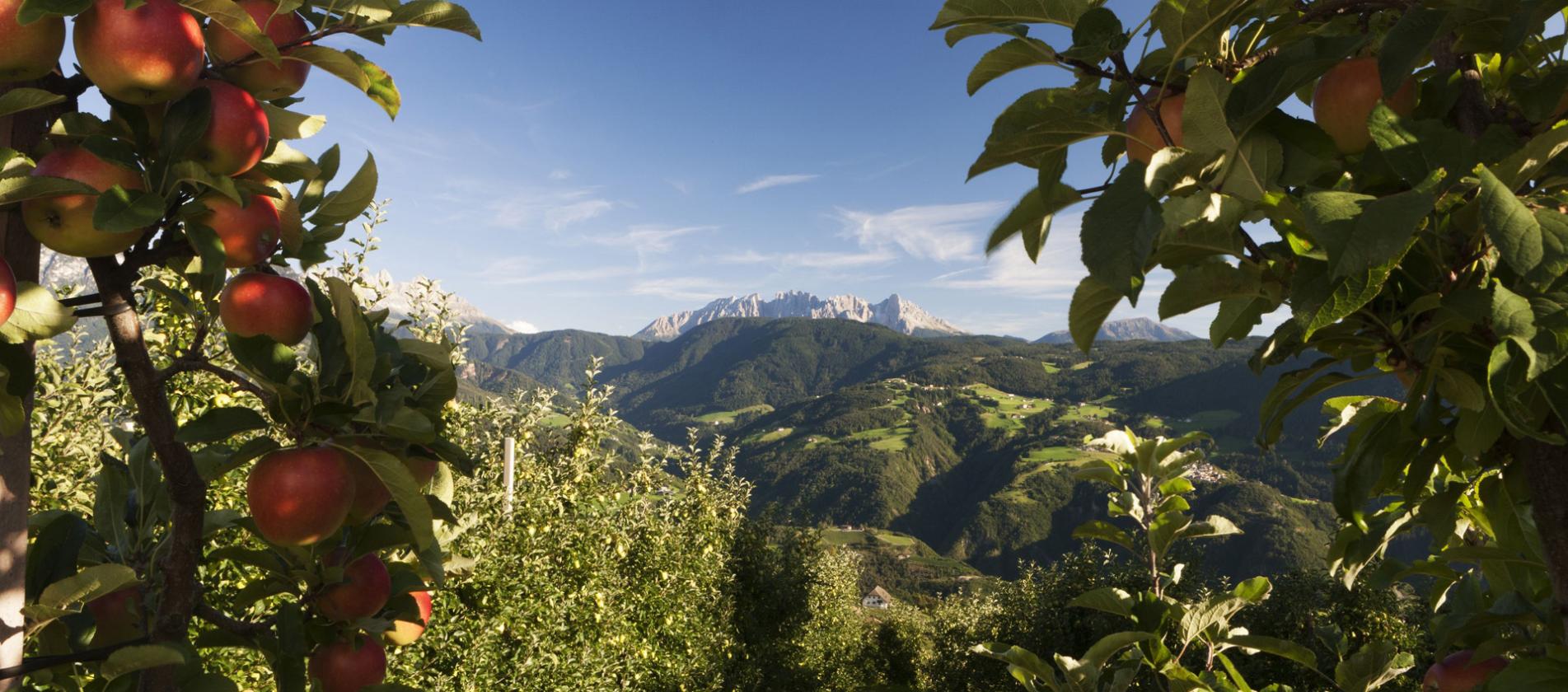 Panoramablick zwischen den Apfelplantagen