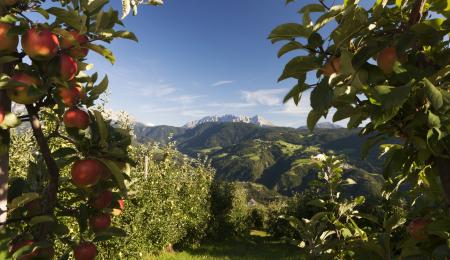 Südtiroler Apfel