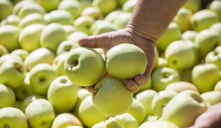 Südtiroler Apfel