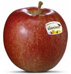 Foto der Apfelsorte Braeburn Apfel