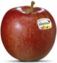 Foto der Apfelsorte Braeburn Apfel