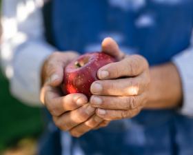 ein frisch geernteter Apfel