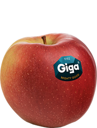 Apfelsorte Giga