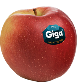 Apfelsorte Giga