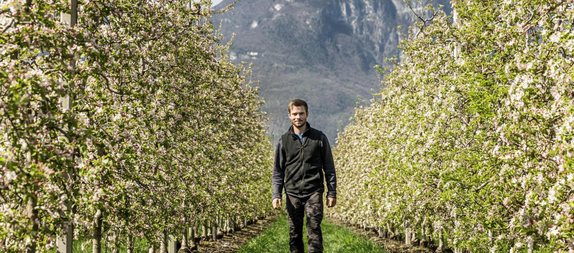 Valentin Bologna und Apfelbäume