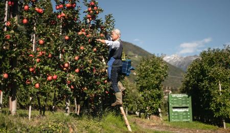 Apfelbauer bei der Arbeit