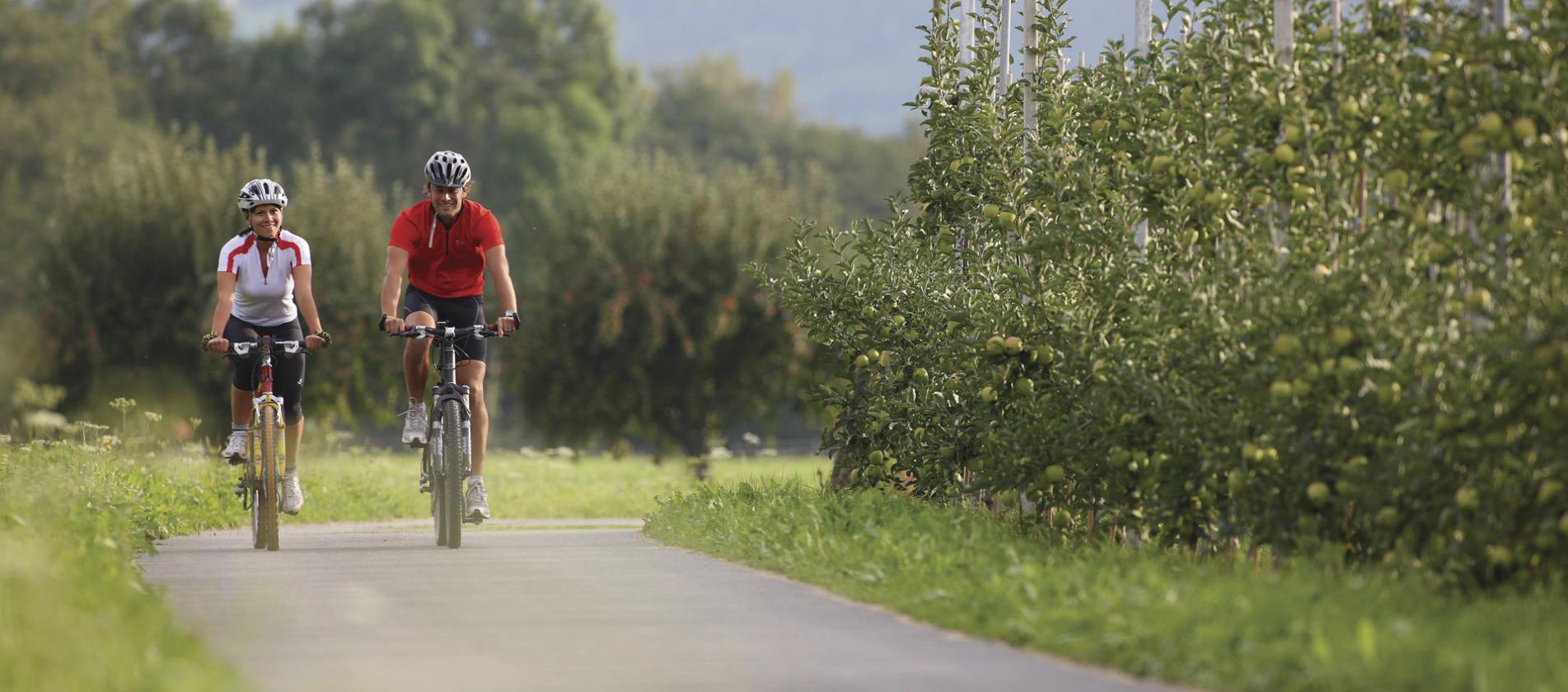 Zwei Radfahrer fahren an den Apfelplantagen vorbei