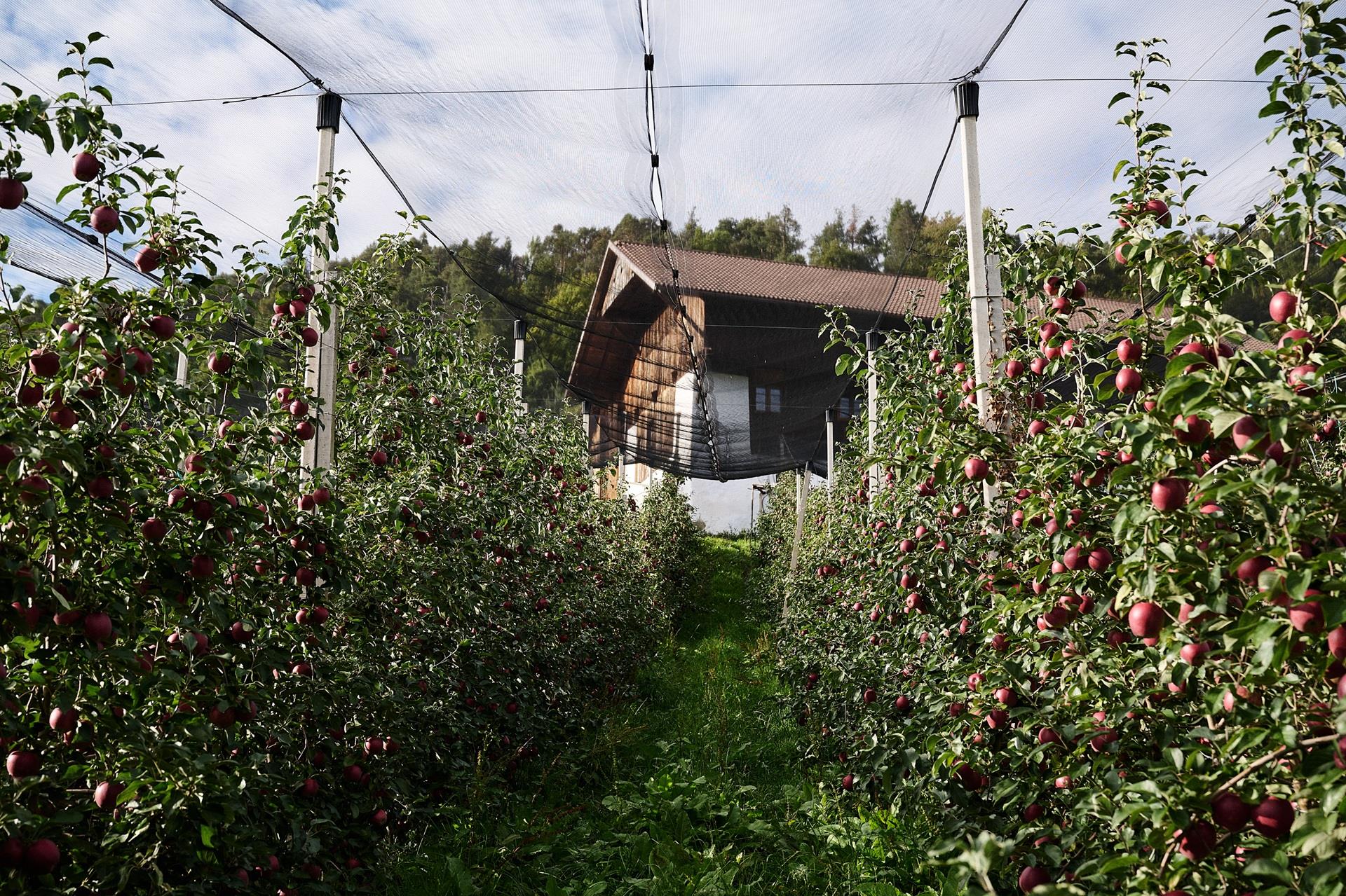 idm-suedtirolsuedtiroler-apfelkonsortiummanuel-ferrigato