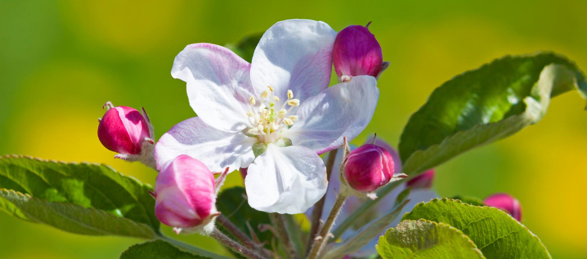 Apfelblüte