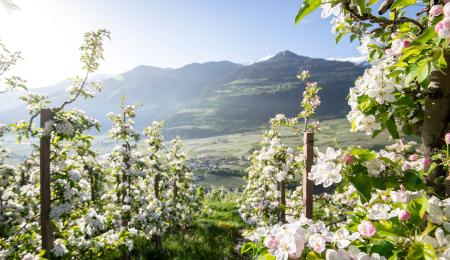 Südtiroler Apfel