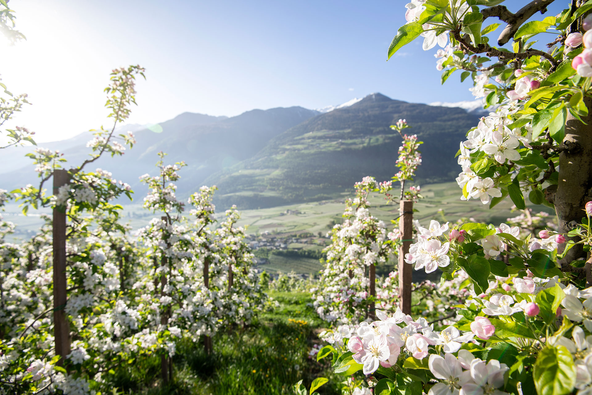 News Sudtiroler Apfel G G A Der Duft Nach Fruhling